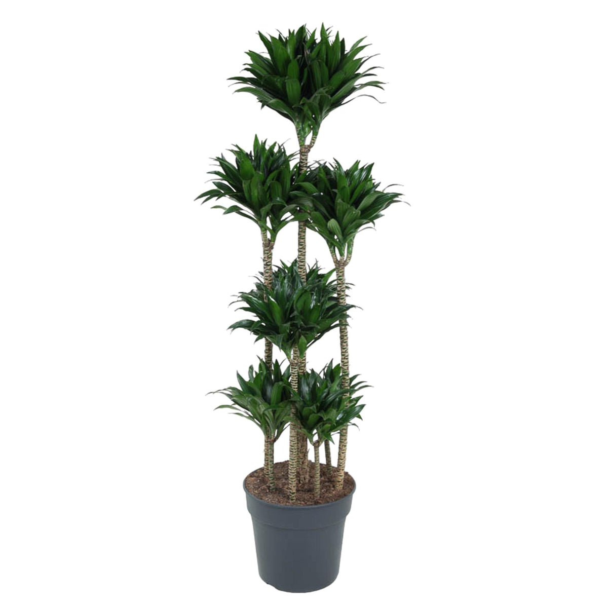 Dracaena Compacta Karussell - 160 cm - ø34
