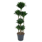 Dracaena Compacta Karussell - 160 cm - ø34