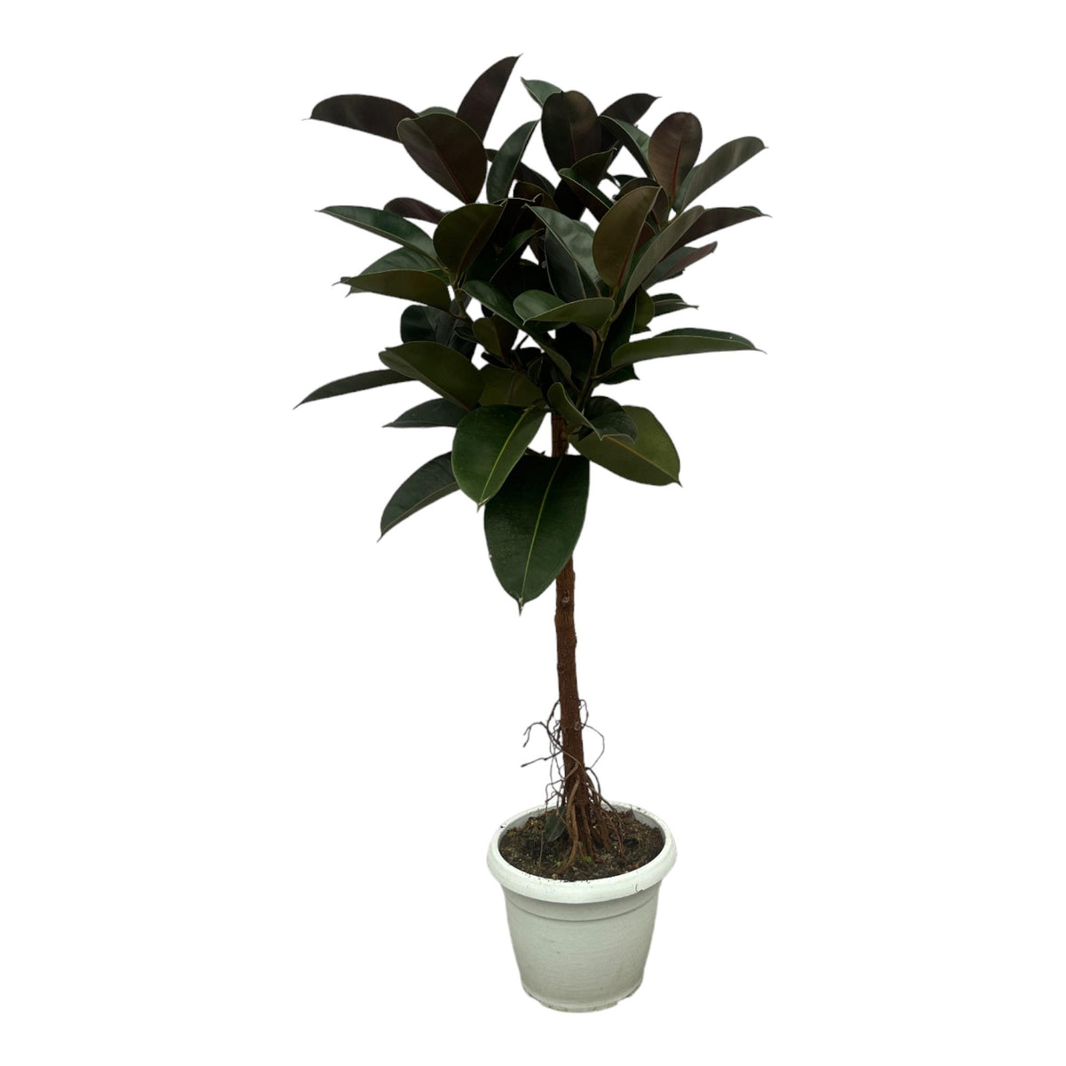 Ficus Elastica Robusten Stamm - 140 cm - Ø27cm