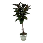 Ficus Elastica Robusten Stamm - 140 cm - Ø27cm