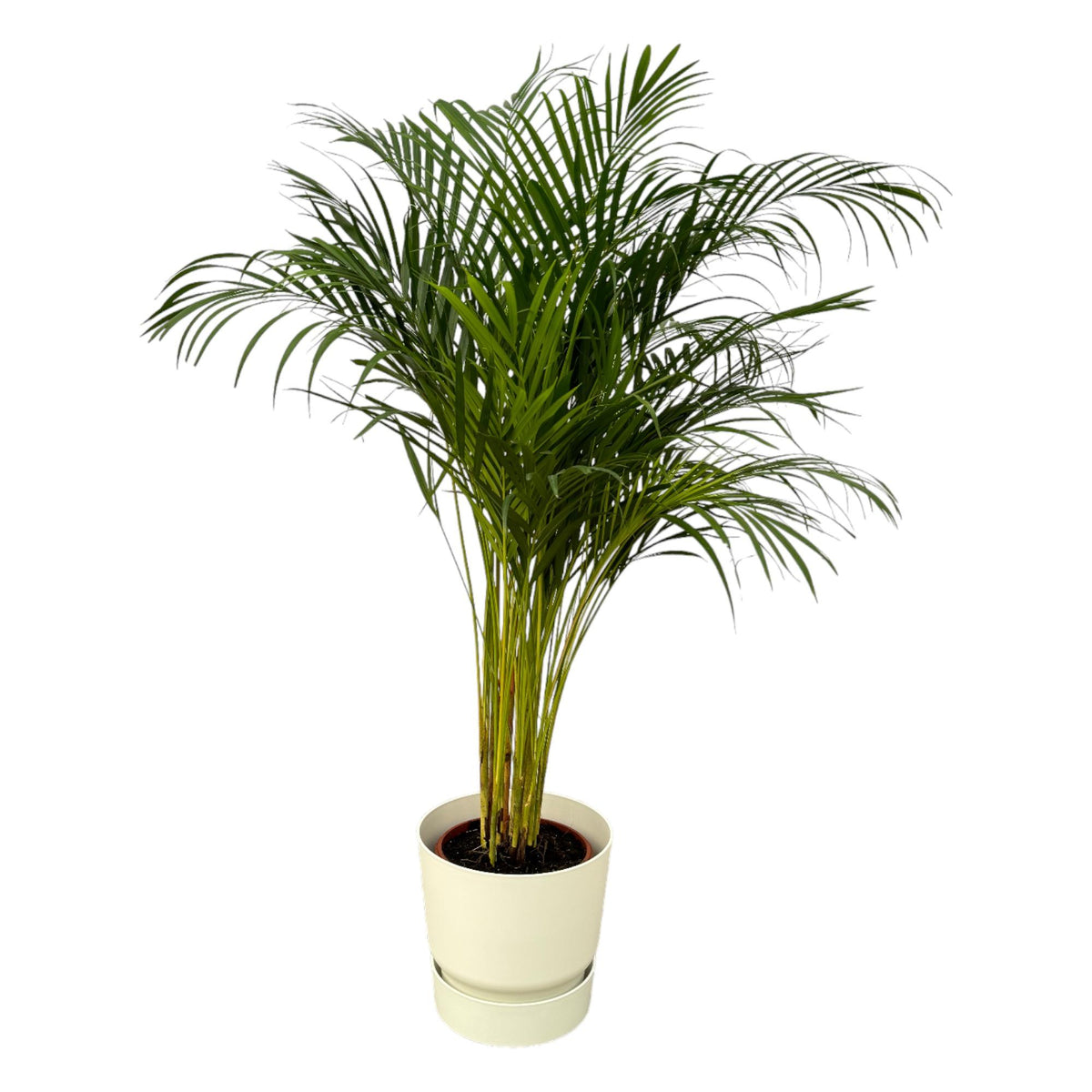 Areca Palme - ↨130cm - Ø24cm rund und weiß D30xH28