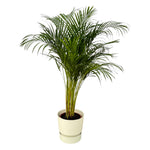 Areca Palme - ↨130cm - Ø24cm rund und weiß D30xH28