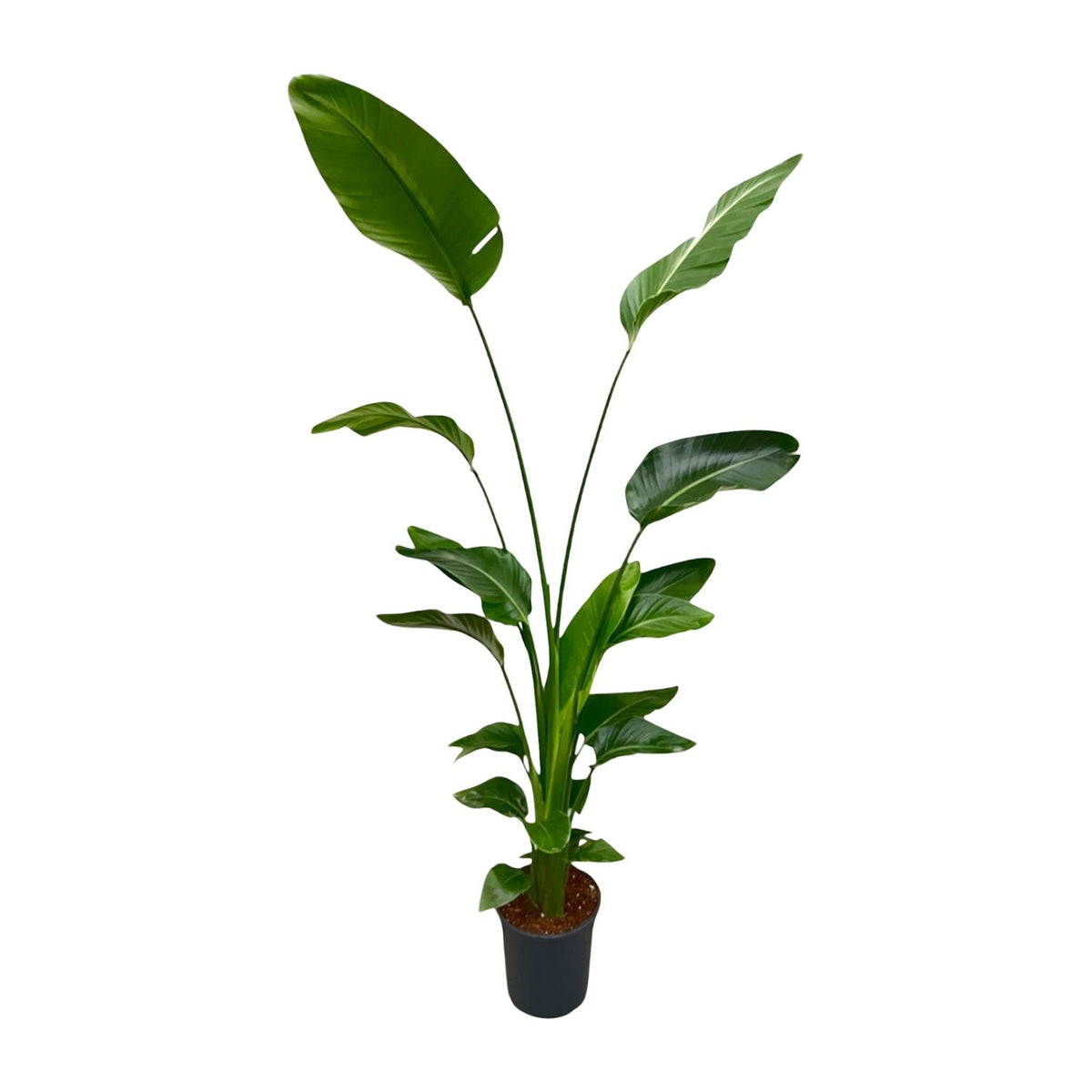 Strelitzia Nicolai - 170 cm - ⌀24
