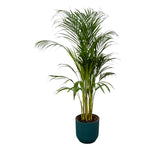 Areca palm - ↨110cm - Ø21cm rund D22xH20