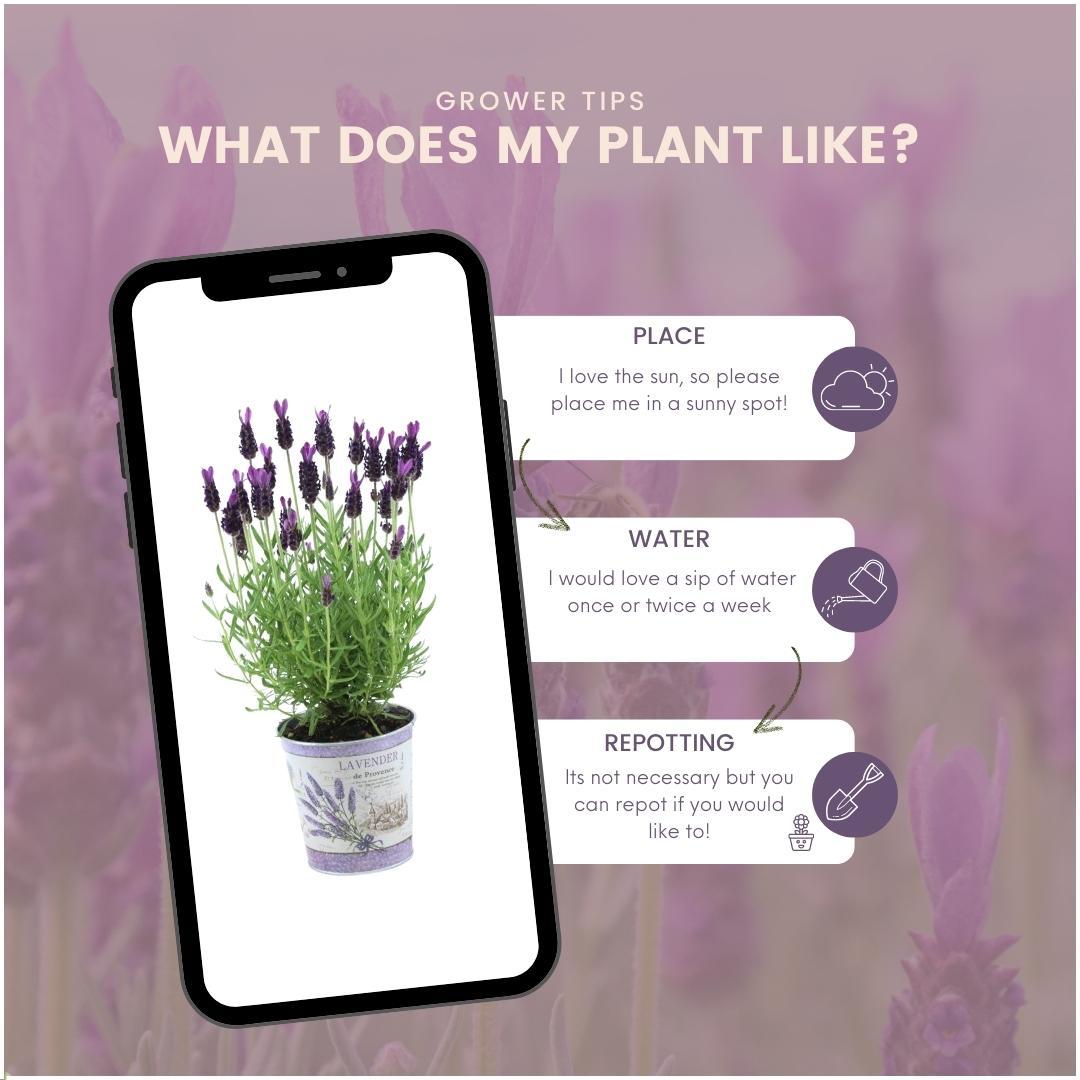 Lavandula stoechas Anouk® im Dekotopf 'Lavenderprint' - 13 cm Topf - 3er-Set Französischer Lavendel im Dekotopf
