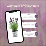 Lavandula stoechas Anouk® im Dekotopf 'Lavenderprint' - 13 cm Topf - 3er-Set Französischer Lavendel im Dekotopf