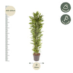 Dracaena Cintho verzweigt - 210 cm - ø40