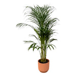 Areca palm - ↨110cm - Ø21cm rosa D22xH20