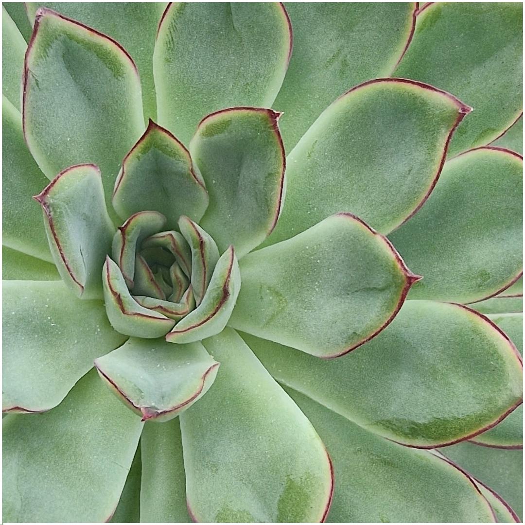 ROOTLESS Succulent Echeveria Pulidonis in Schale 'grün' Ø20 cm - ↕5 cm