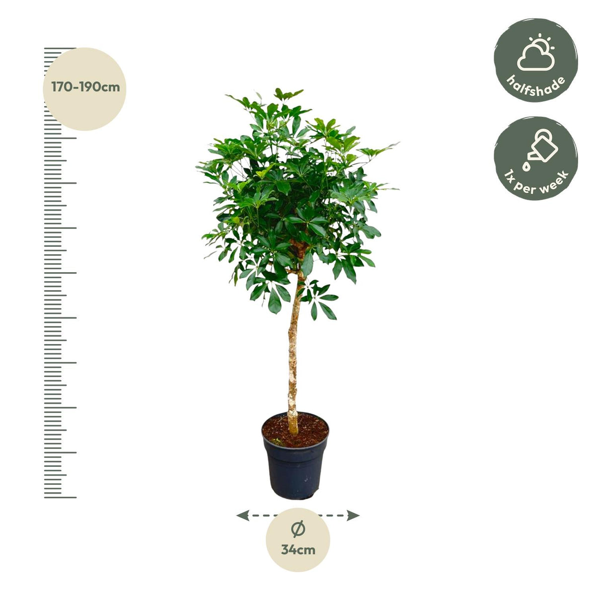 Schefflera mit Stamm - 170cm - ø35
