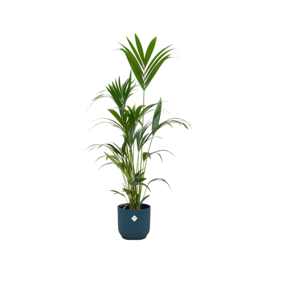 Kentia Palme rund und blau - 160cm - Ø30