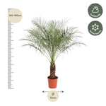 Phoenix Roebelenii - 190 cm - ø40