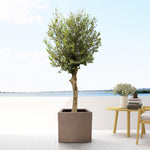 Topf Grigio Cube Bronze - D50 x H50