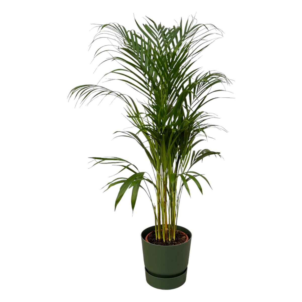 Areca-Palme - ↨110 cm - Ø21 cm einschließlich Elho Greenville Rundgrün D24xH23
