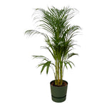 Areca-Palme - ↨110 cm - Ø21 cm einschließlich Elho Greenville Rundgrün D24xH23