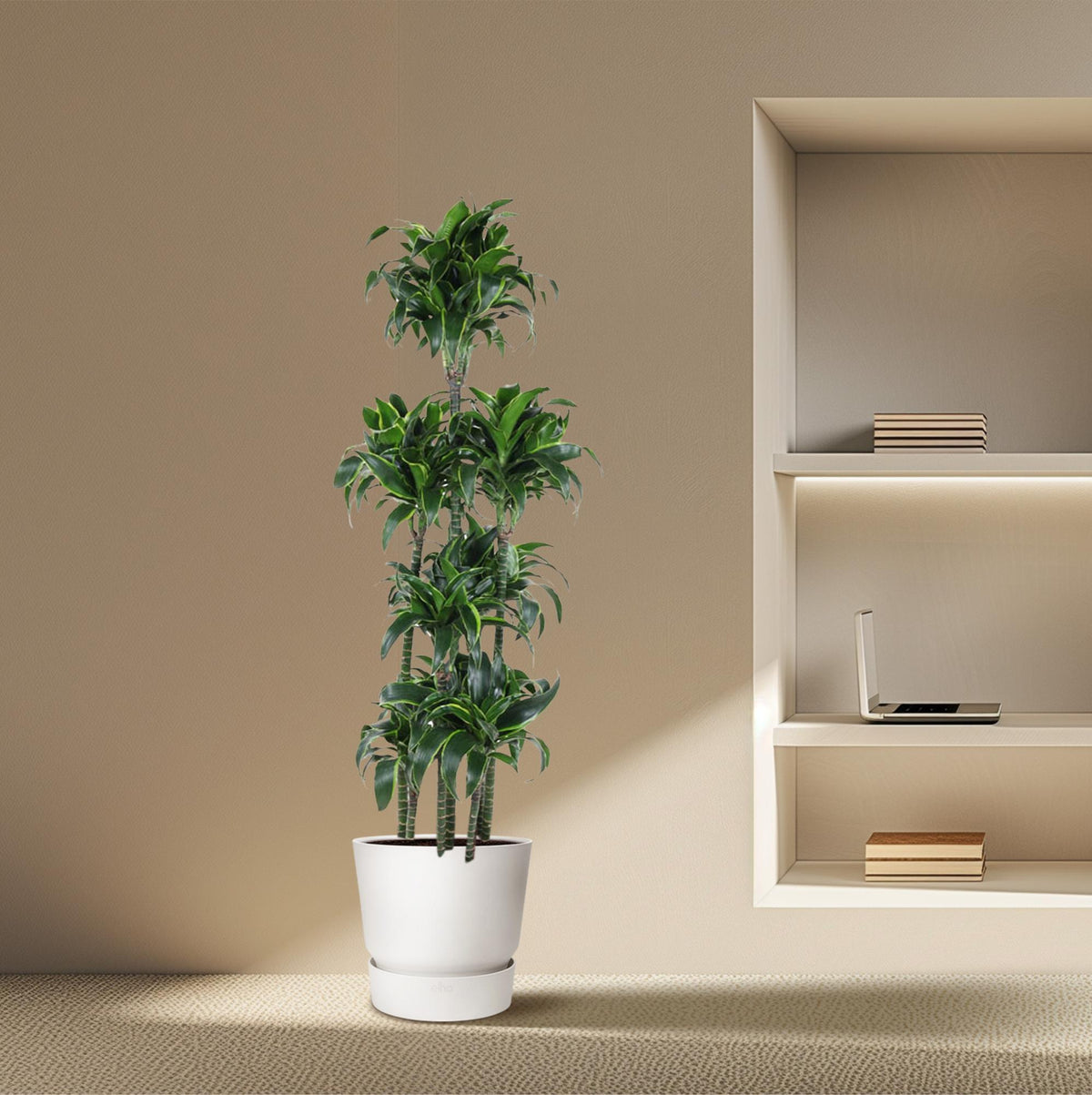 Dracaena Dorado Karussell- 170 cm - ø34