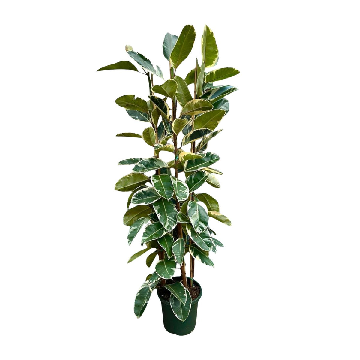 Ficus Elastica Tineke Busch - 225cm - ø40
