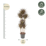 Dracaena Magenta Karussell - 180 cm - ø34