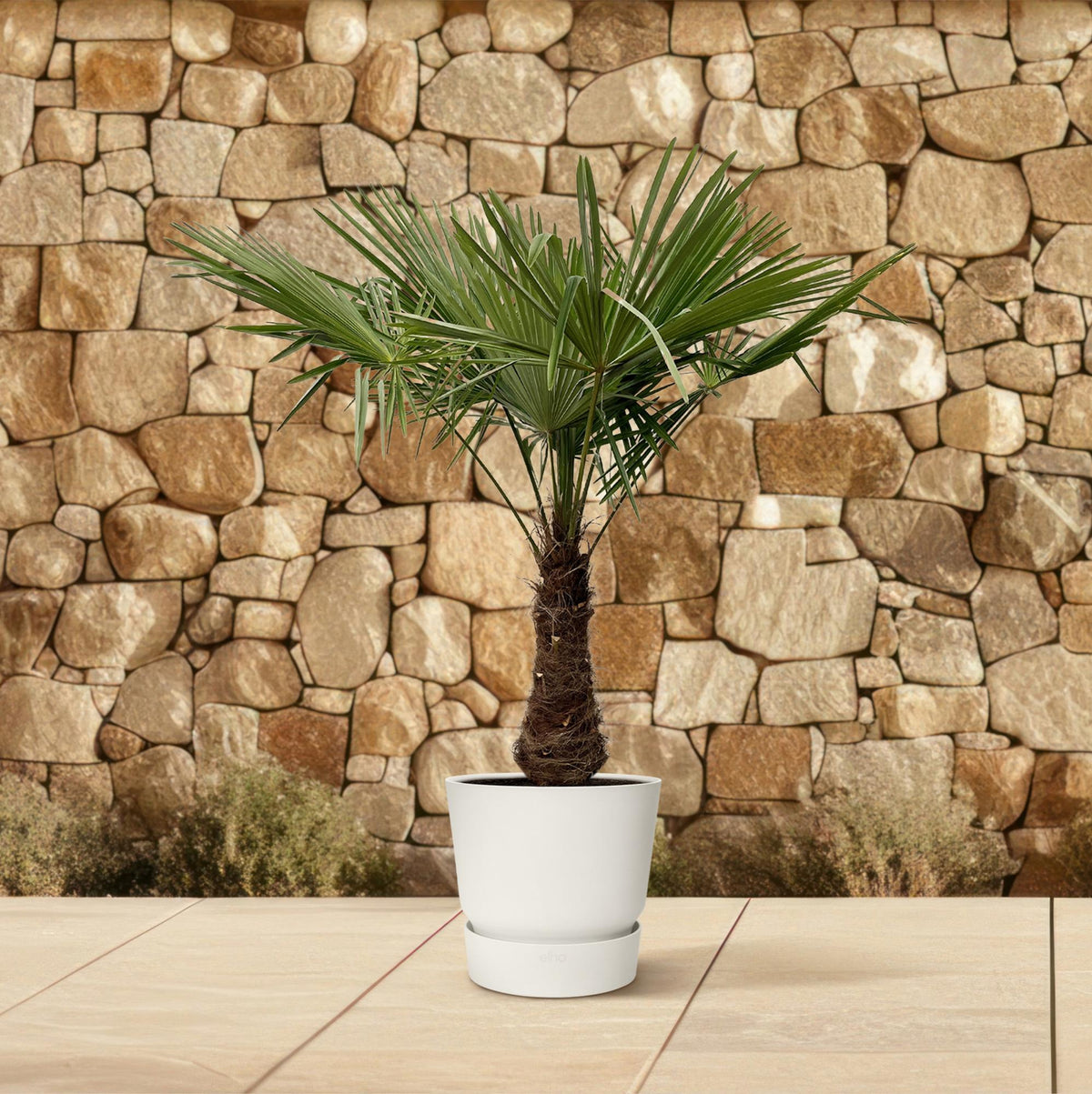 Trachycarpus - 240cm- Ø45