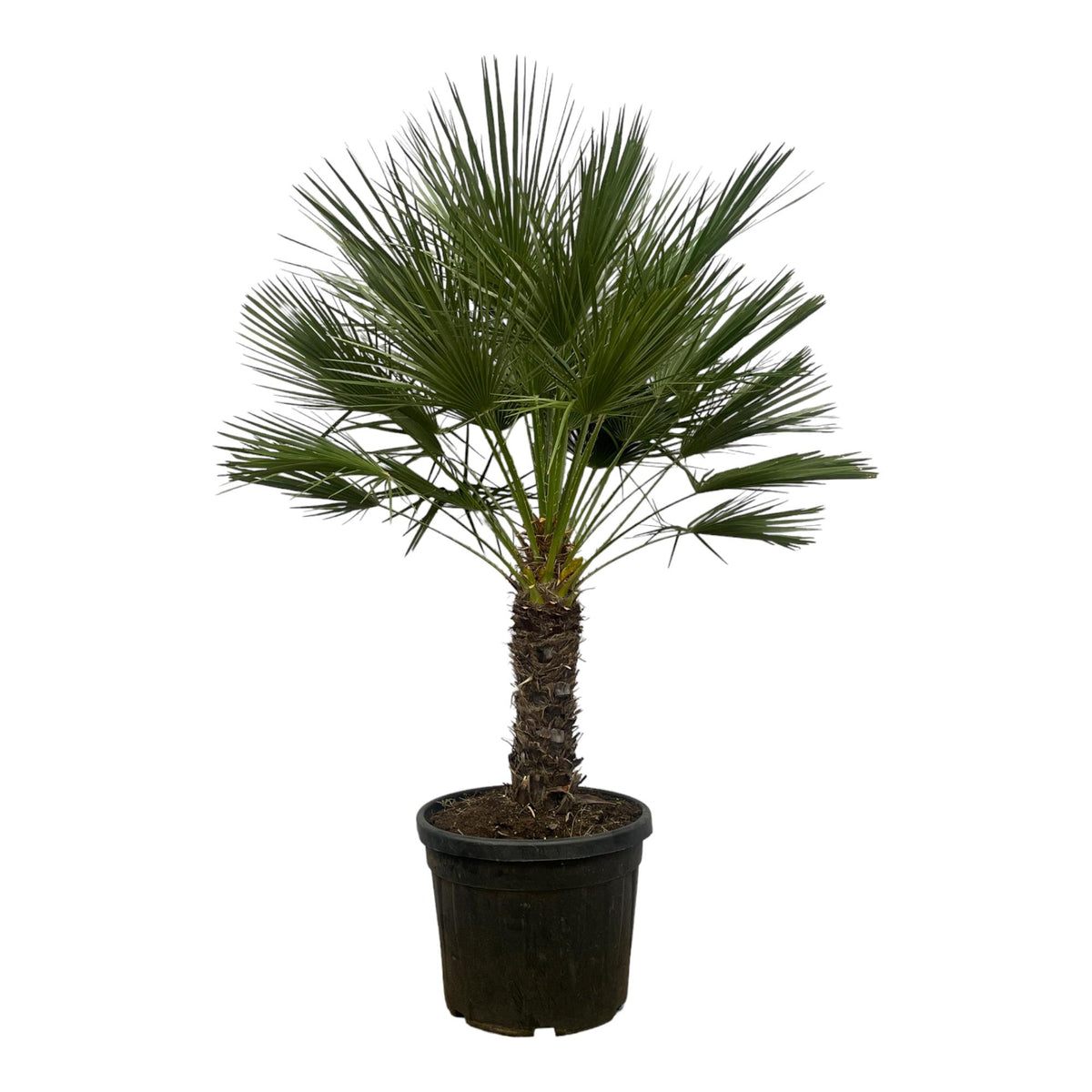 Chamaerops Humilis - 150 cm - Ø45cm