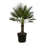 Chamaerops Humilis - 150 cm - Ø45cm