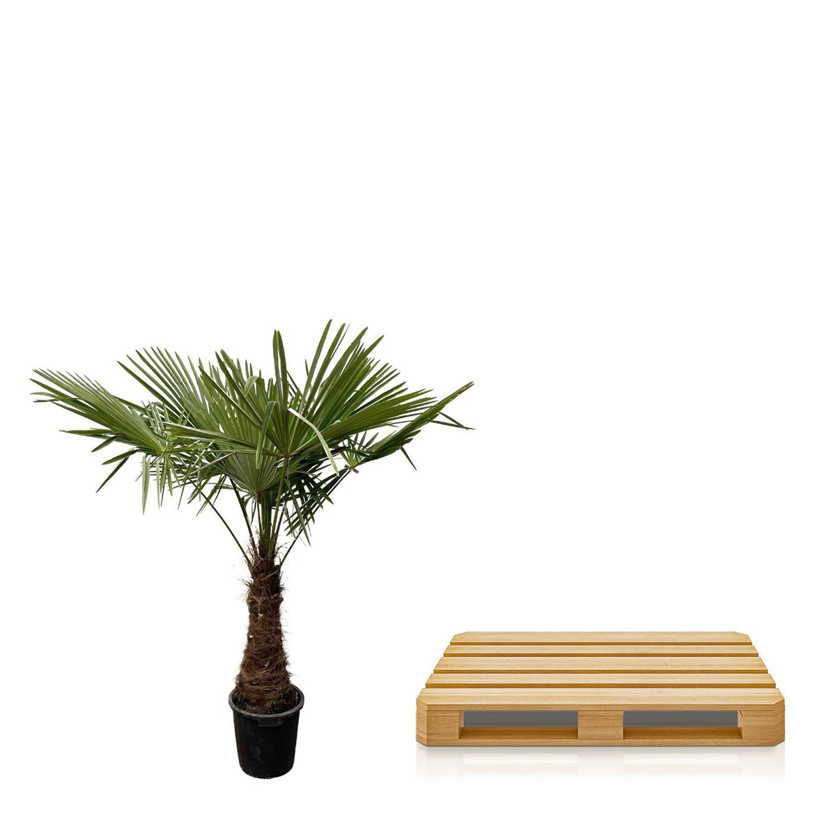 Trachycarpus - 240cm- Ø45