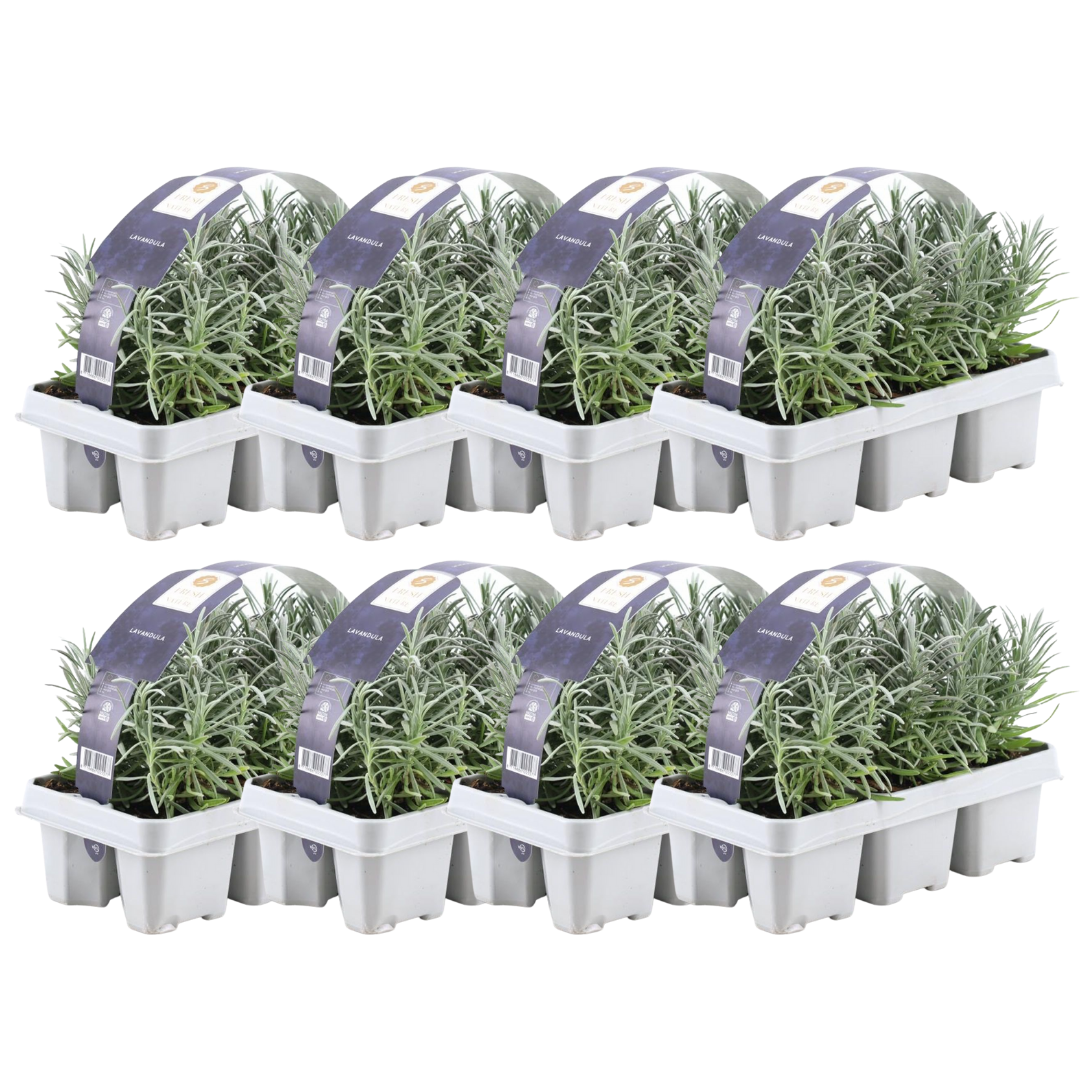 8 x 6er set Lavendel angustifolia - 48 x Ø7 cm - ↕15 cm - Lavendelpflanzen winterhart - Frisch aus der Gärtnerei geliefert