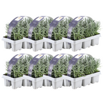 8 x 6er set Lavendel angustifolia - 48 x Ø7 cm - ↕15 cm - Lavendelpflanzen winterhart - Frisch aus der Gärtnerei geliefert
