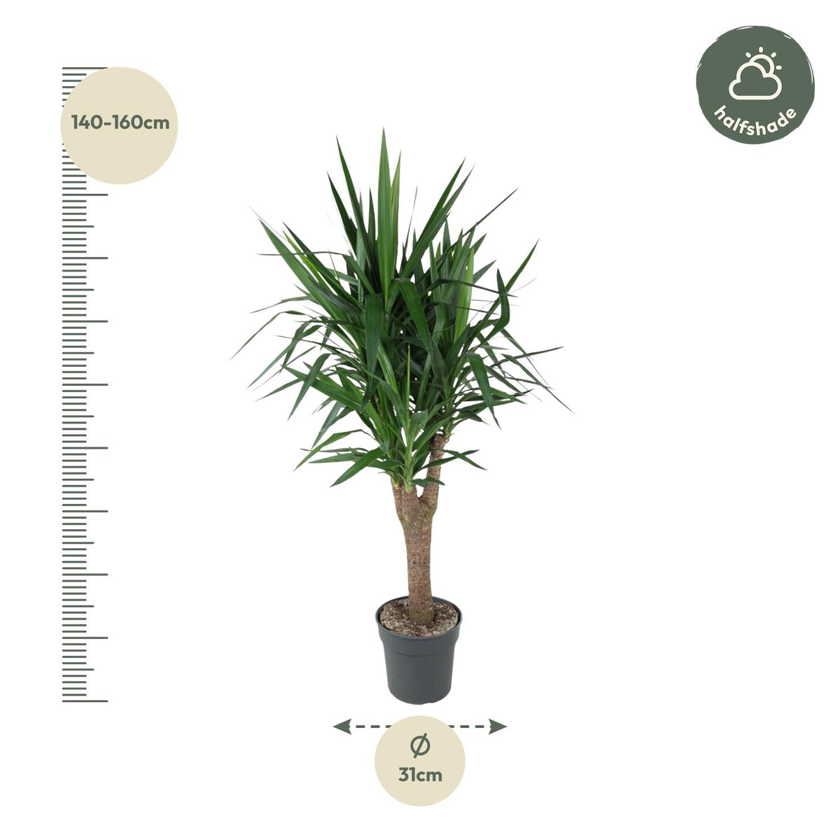 Yucca Elephantipe verzweigt - 150 cm - ø31