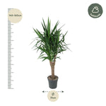 Yucca Elephantipe verzweigt - 150 cm - ø31