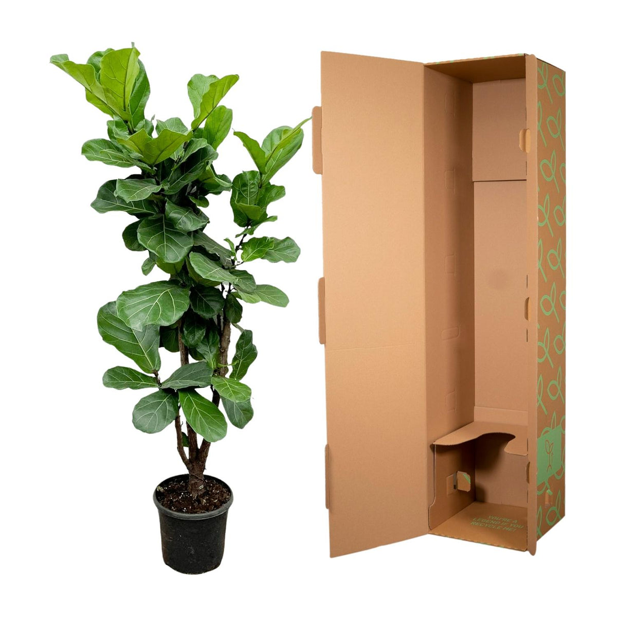 Ficus Lyrata verzeigt - 170cm - ⌀32