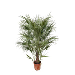 Chamaerops Humilis Busch - 170cm- Ø30