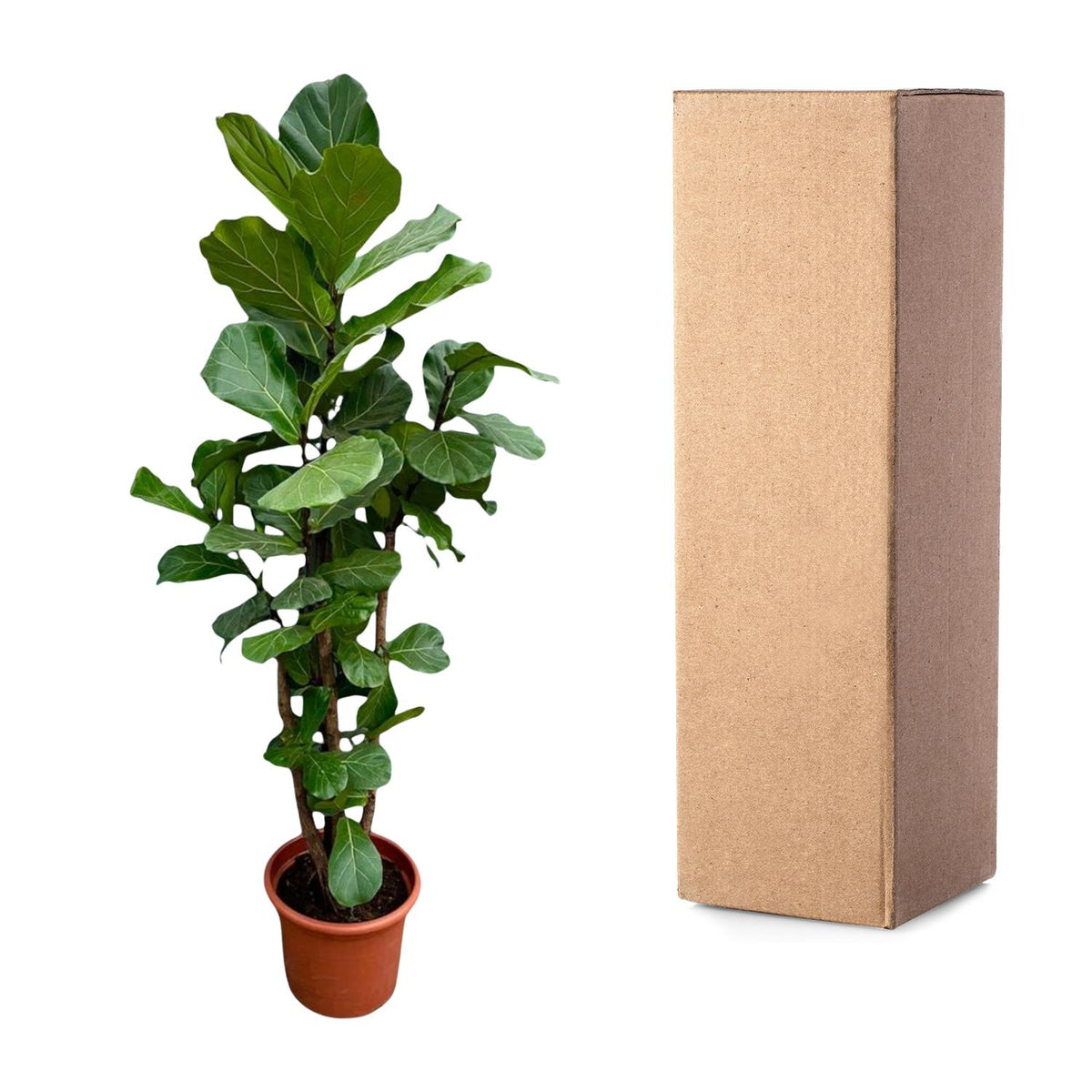 Ficus Lyrata verzeigt XXL - 220cm - ø40