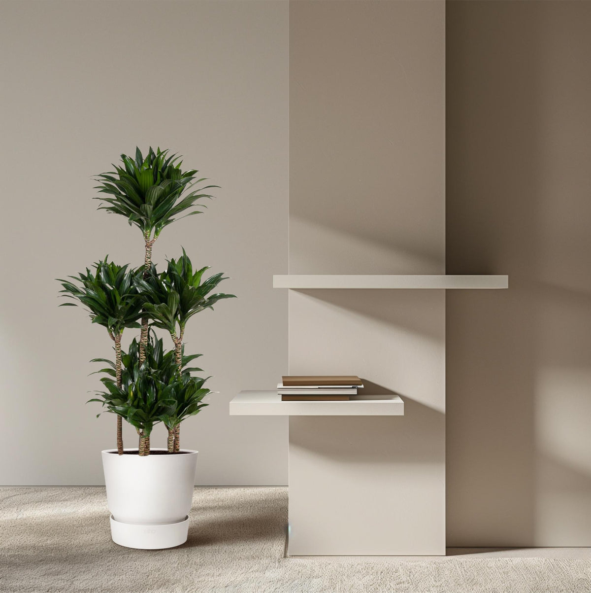 Dracaena Compacta Karussell- 130 cm - ø31