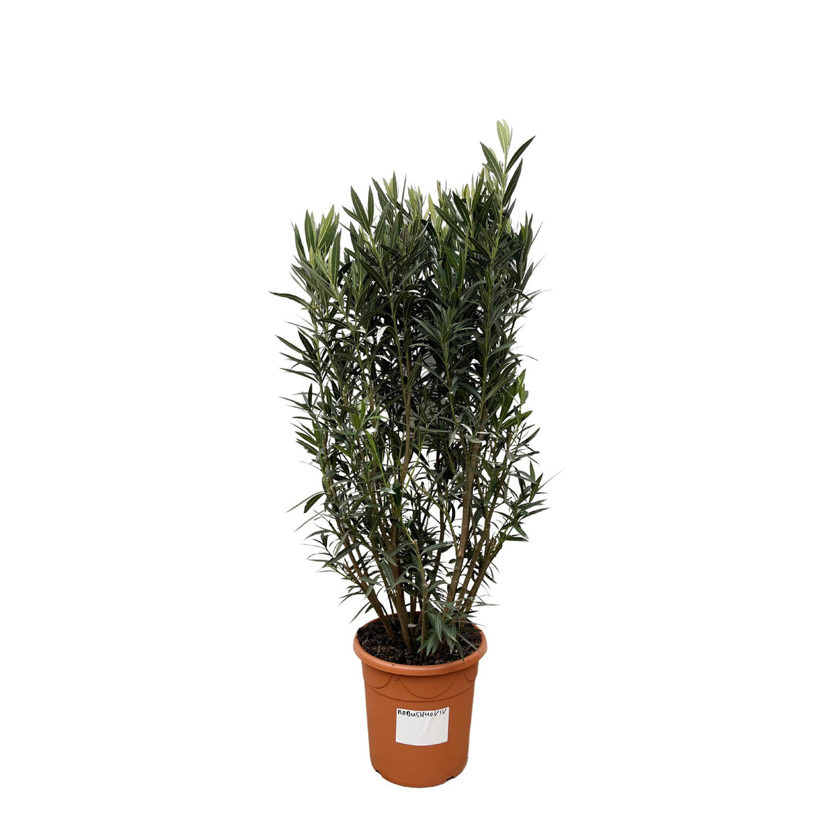 Nerium Oleander Busch - 180cm- Ø40