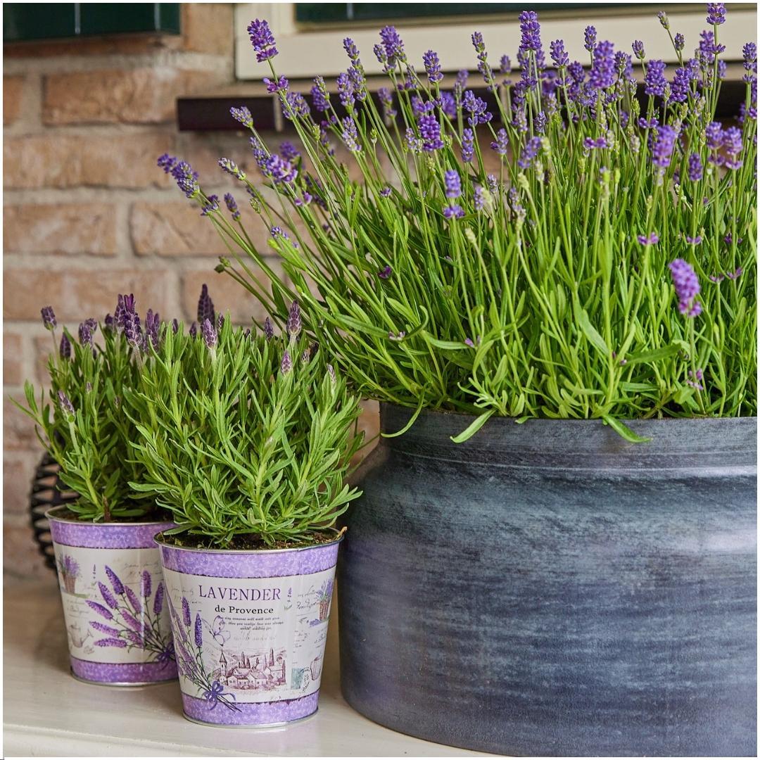 Lavandula stoechas Anouk® im Dekotopf 'Lavenderprint' - 13 cm Topf - 3er-Set Französischer Lavendel im Dekotopf