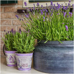 Lavandula stoechas Anouk® im Dekotopf 'Lavenderprint' - 13 cm Topf - 3er-Set Französischer Lavendel im Dekotopf