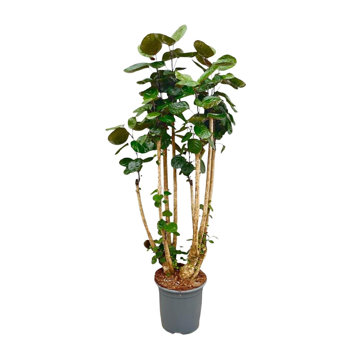 Polysicas Fabian XXL - 150 cm - ⌀30