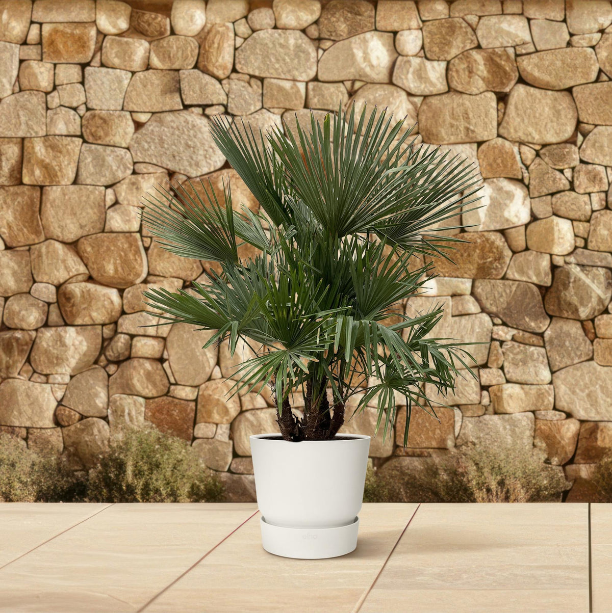 Trachycarpus Busch - 230cm- Ø50