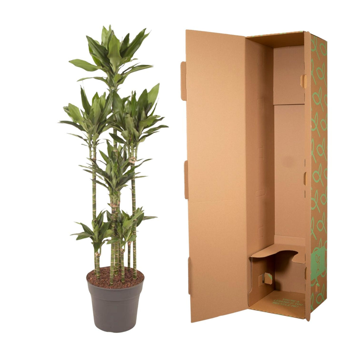 Dracaena Janet Lind Karussell - 170 cm - ø34