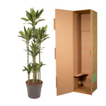 Dracaena Janet Lind Karussell - 170 cm - ø34