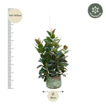Ficus Robusta verzeigt - 150 cm - ø38