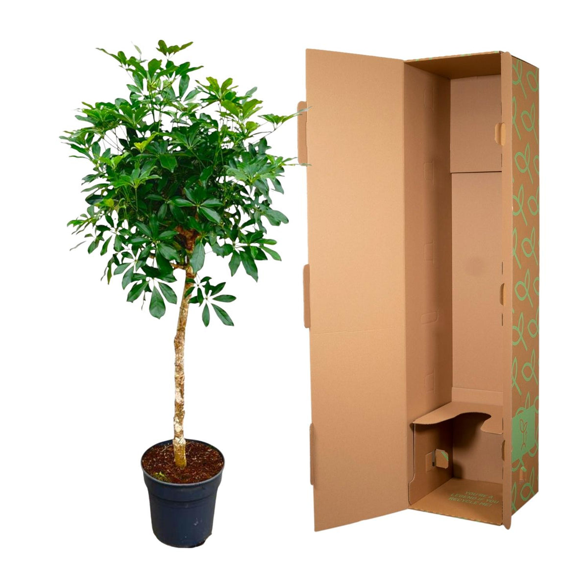 Schefflera mit Stamm - 170cm - ø35