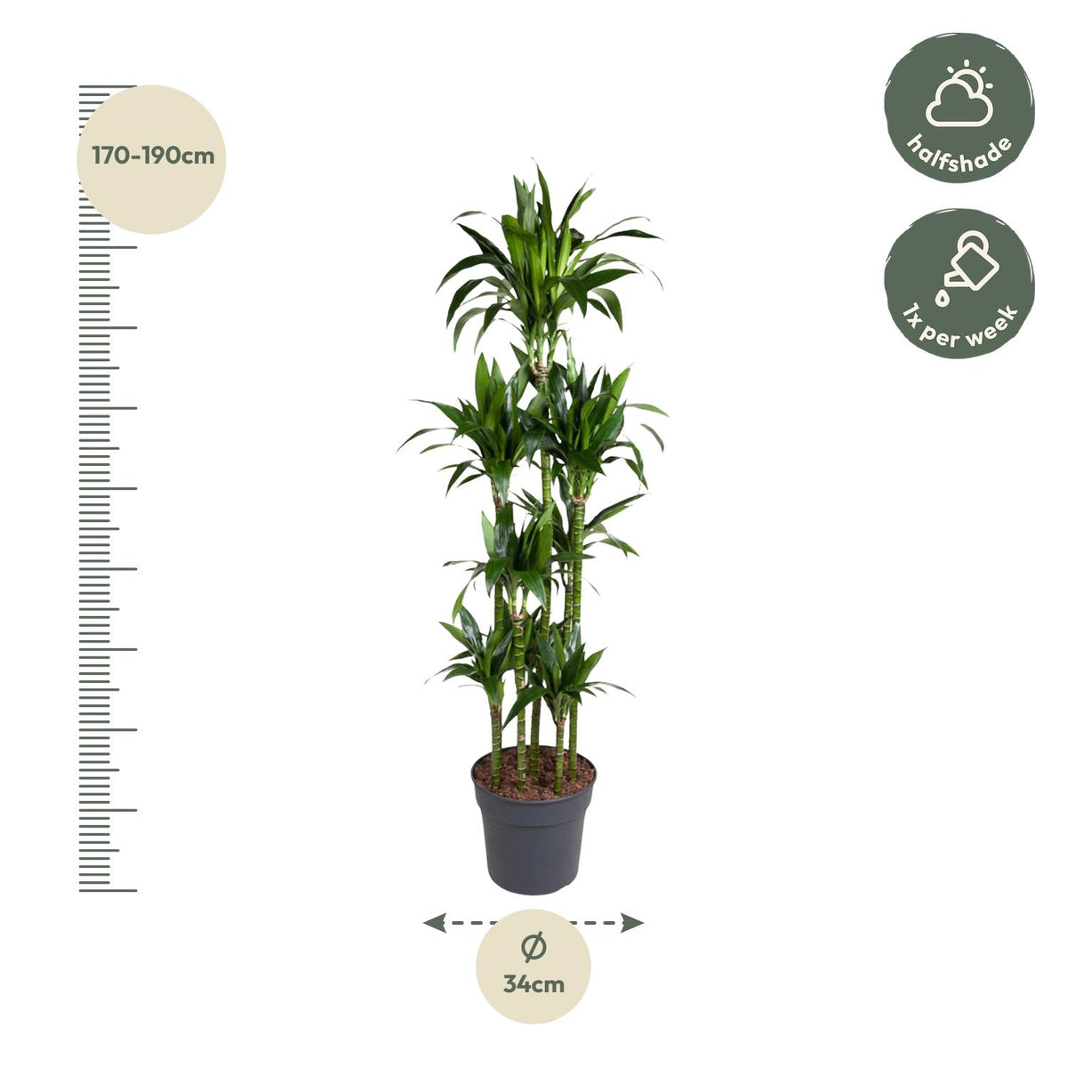 Dracaena Janet Craig Karussell - 180 cm - ø34