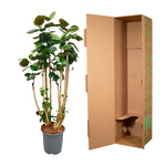 Polysicas Fabian XXL - 150 cm - ⌀30