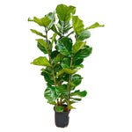 Ficus Lyrata struik - 155 cm - Ø27