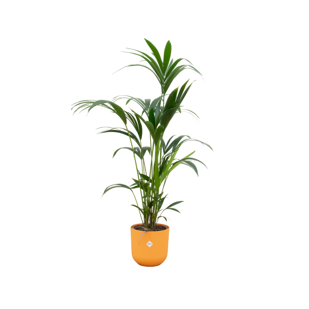 Combi deal - Kentia Palme gelb Ø26 - 160 cm