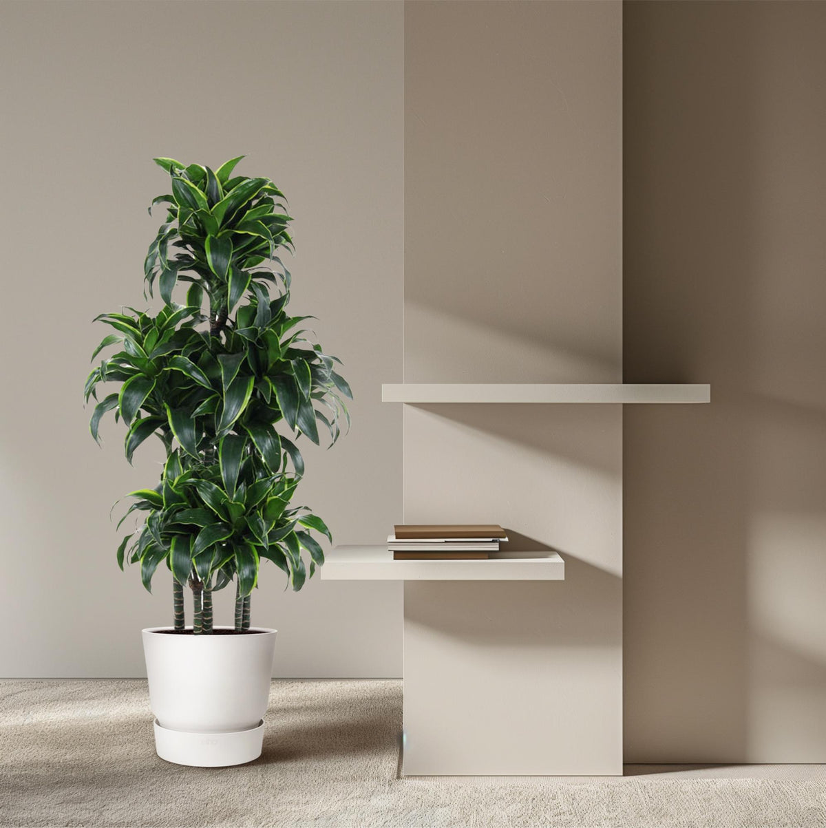 Dracaena Dorado Karussell- 140 cm - ø31