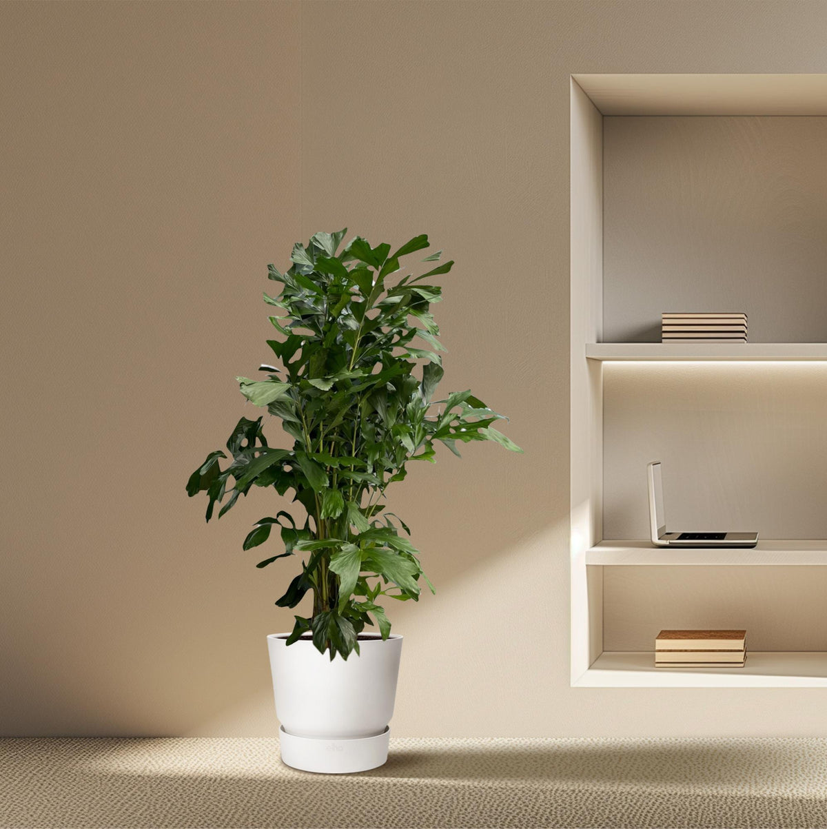 Caryota Mitis - 180 cm - Ø27