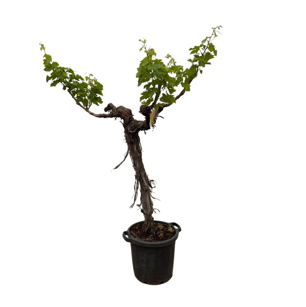 Druivenboom (Vitis Vinifera) - 220cm - ø55